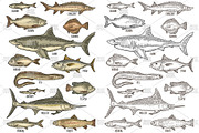 Different types fish engraving, an Animal Illustration by MoreVector (Thumbnail 3 of 3)
