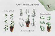3 herbs in flowerpots watercolour, an Illustration by vivo e verde (Thumbnail 5 of 11)