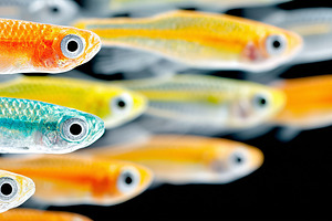 Vibrant, colorful neon fish swimming, an Animal Photo by MistyDay