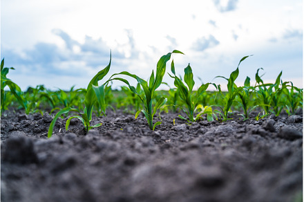 Young corn plants emerging from rich
