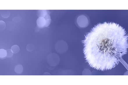 White dandelion on blue, a Nature Photo by Neirfy