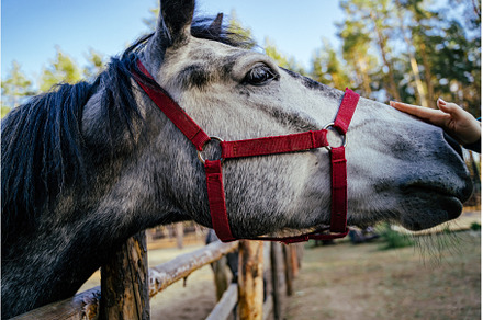 Muzzle gray horse close-up in a, an Animal Photo by Zorgens