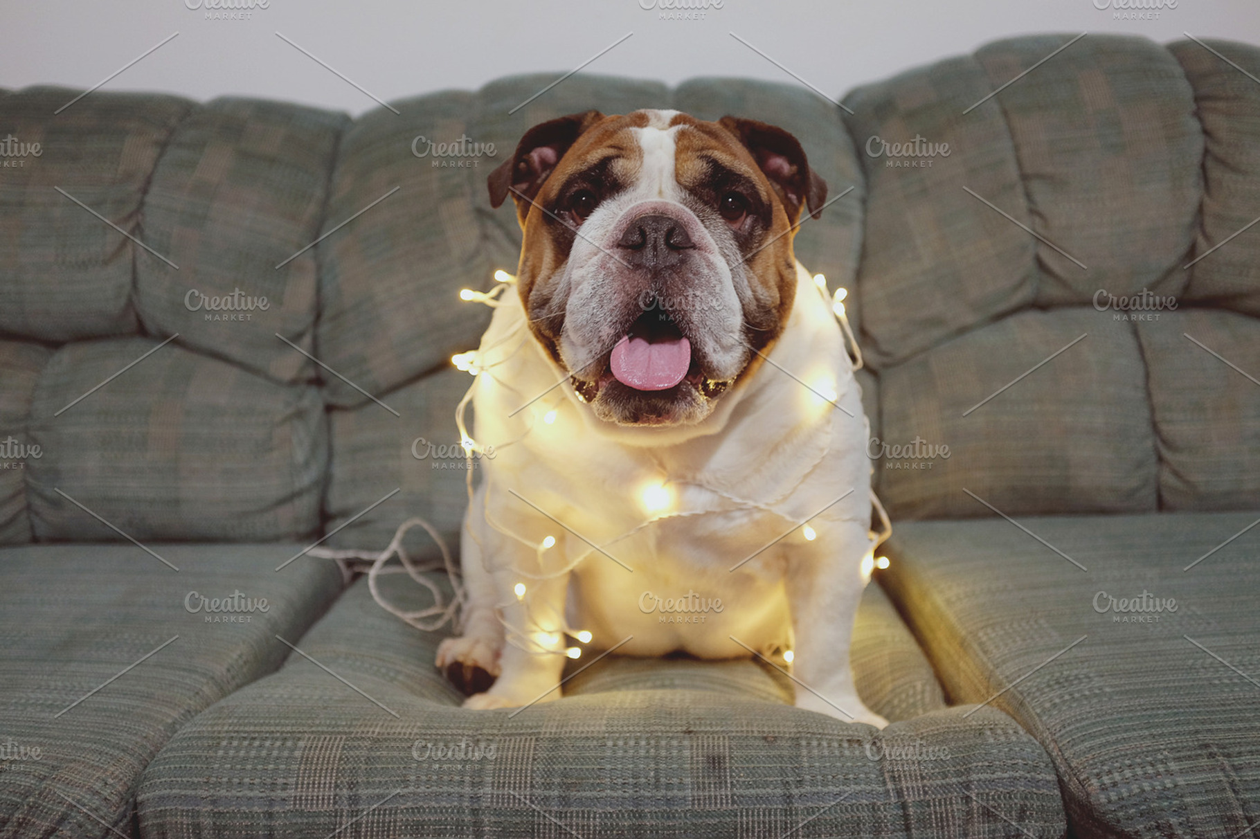 English bulldog stock photo containing bulldog and christmas, an Animal Photo by EnjoyLife