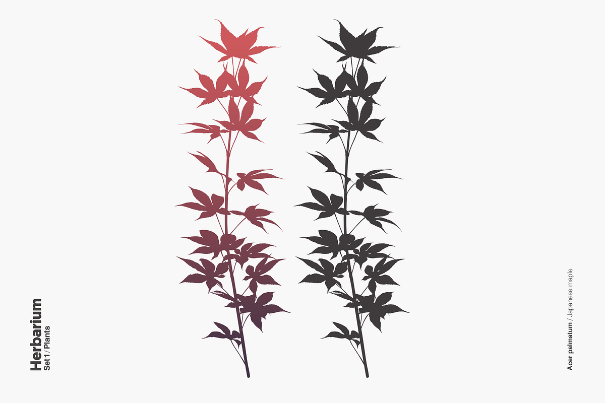 Herbarium: Set 1, a Decorative Illustration by Texture Fabrik (Photo 2 of 19)