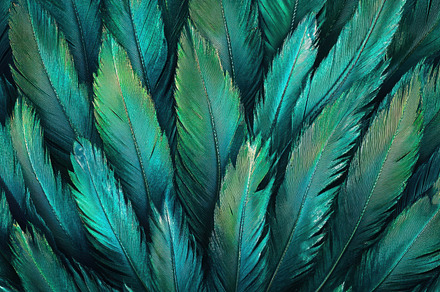Vibrant green feathers