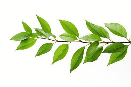 Branch with green leaves on white background, a Nature Photo by AlyaAnd