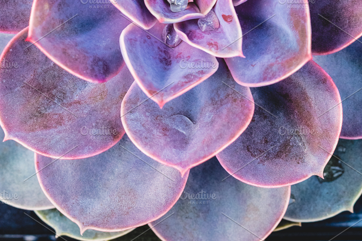 Succulents bundle featuring succulent, green, and plant, a Nature Photo by HG Photography (Photo 3 of 6)