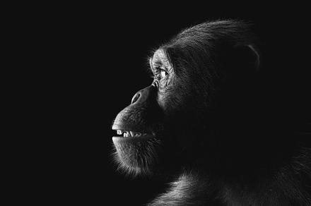 Chimpanzee monkey face portrait, an Animal Photo by Photocreo Michal Bednarek