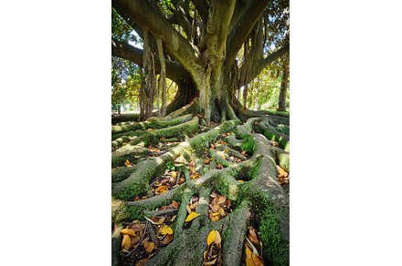 Ficus macrophylla trunk and roots, a Nature Photo by f9photos