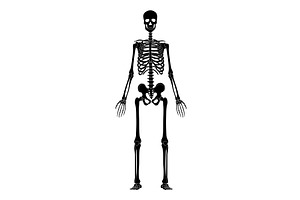 The human skeleton silhouette, a Healthcare Illustration by Things for designers