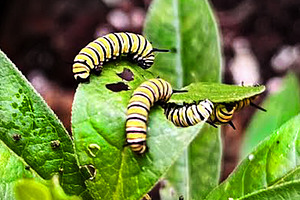 Caterpillar Save the Monarchs Photo, a Photo by Sharon Schwalbe