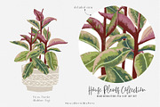 House Plants Collection, a Graphic by SmallHouseBigPony (Thumbnail 17 of 18)
