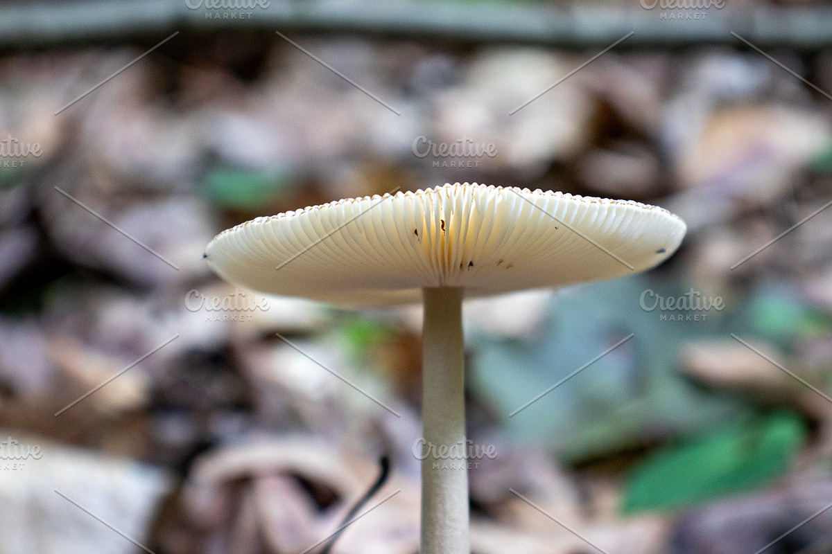 Mushrooms In The Forest Photography, a Nature Photo by Full Circle Design Studio (Photo 34 of 38)