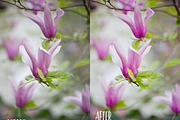 PHOTOSHOP actions set Greenhouse, an Action Add-On by Les Hirondelles Ph (Thumbnail 7 of 10)
