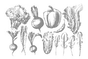 Vegetable collection, an Object Graphic by Siosay (Thumbnail 4 of 13)