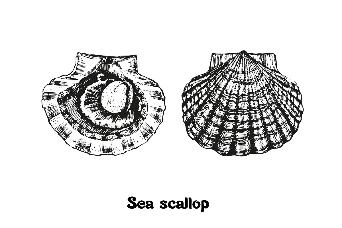 Seafood collection_part 1, a Food Illustration by ZotovShop (Photo 3 of 11)