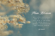 Plum Blossom Floral Backgrounds, a Background Graphic by lerinartstudio (Thumbnail 2 of 11)