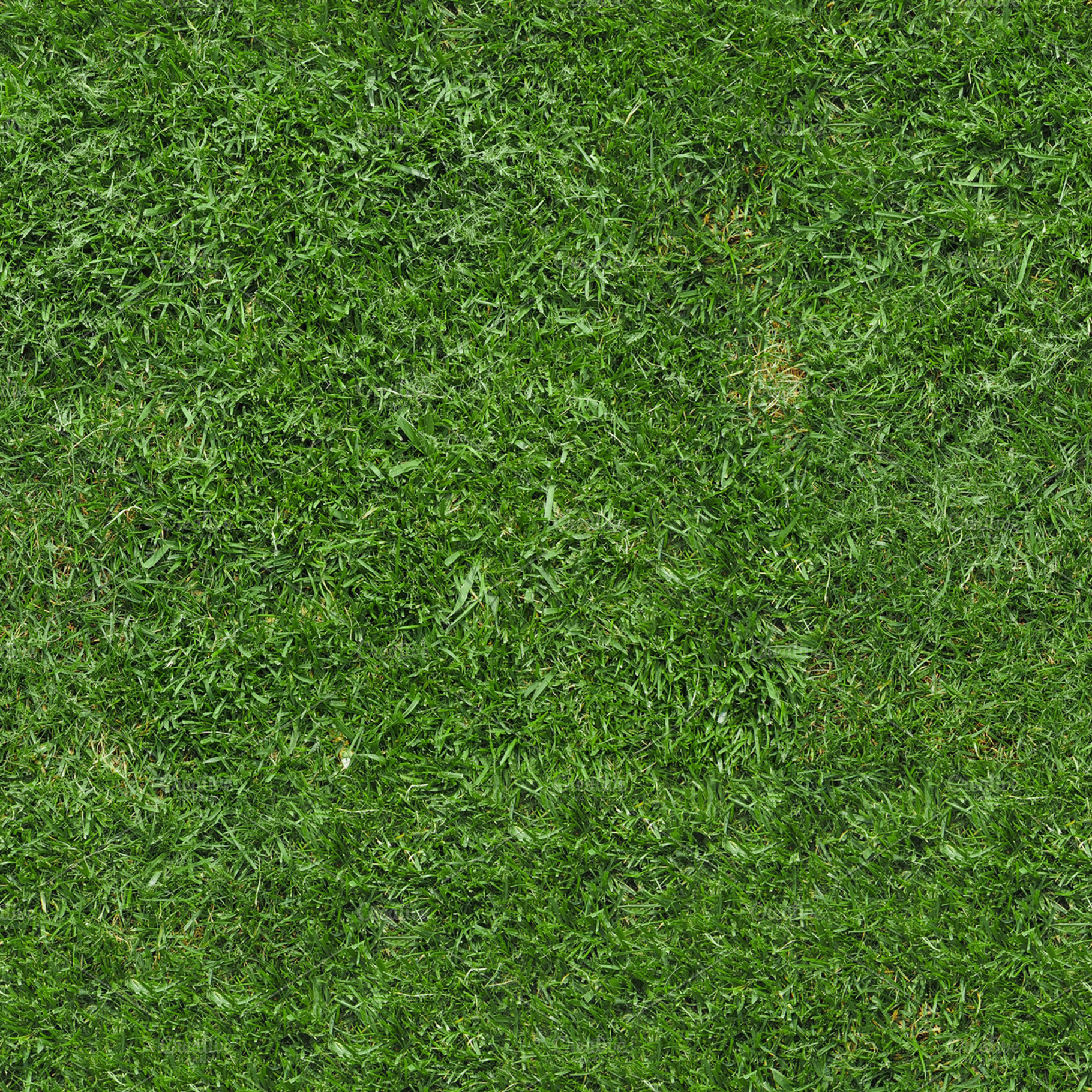 seamless green grass texture background, a Background Photo by WorldPhotos