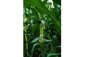 Close-up of green corn stalks with, an Industrial Photo by volodymyrshtun13795