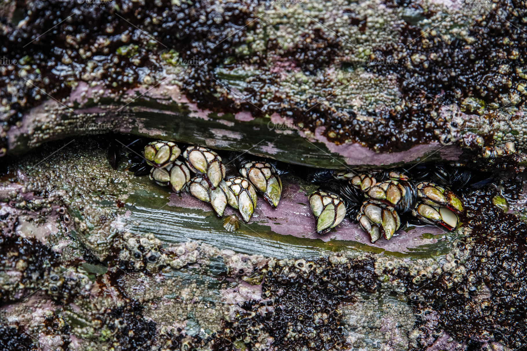 Barnacles attached to a rock on the, a Nature Photo by Perpis