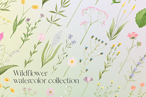 Wildflowers watercolor collection