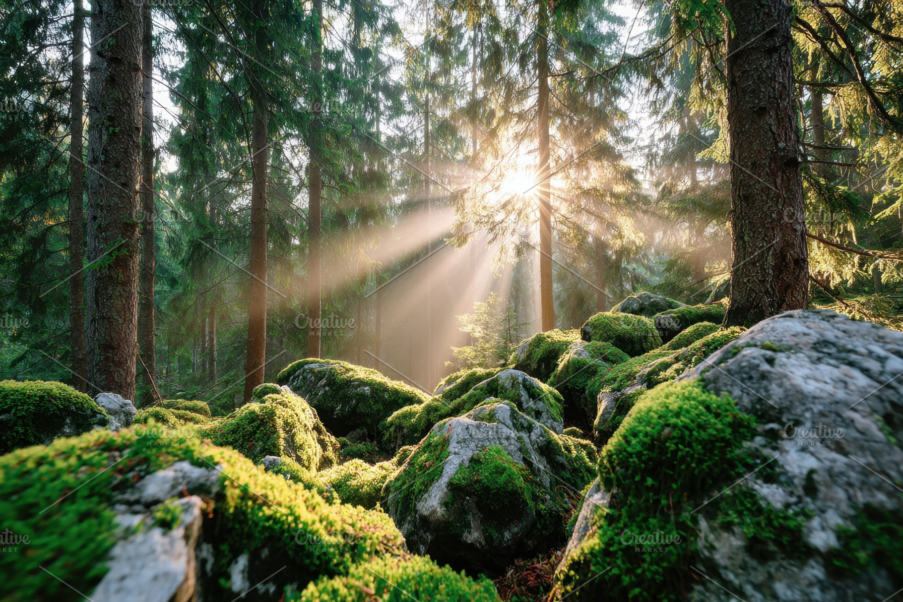 Sunlight in a serene forest with moss-covered rocks, a Nature Photo by AlyaAnd