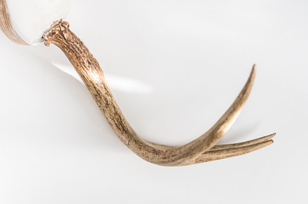 A Single Antler Flay-lay