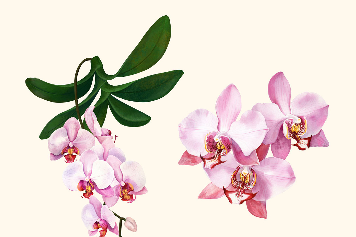 Orchids flower pattern and elements, a Decorative Illustration by irina.vaneeva (Photo 6 of 6)