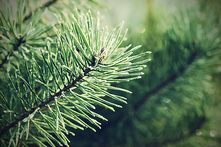 Pine tree stock photo containing morning and frost, a Nature Photo by Nature and travel