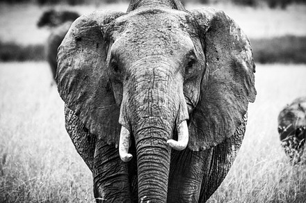 Masai Mara Elephant