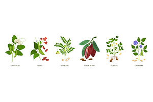 Cartoon beans. Edible plants, a Food Illustration by YummyBuum