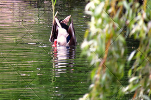 Bobbing Duck Willow Photograph