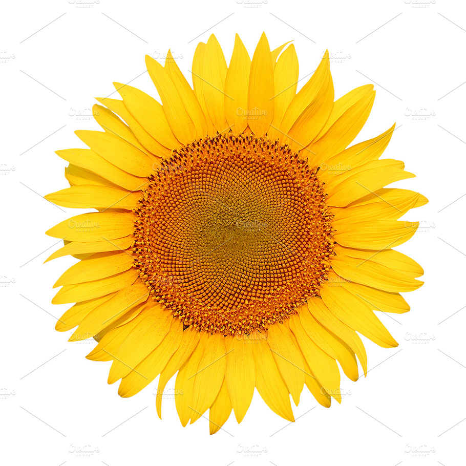 Sunflower Isolated On White