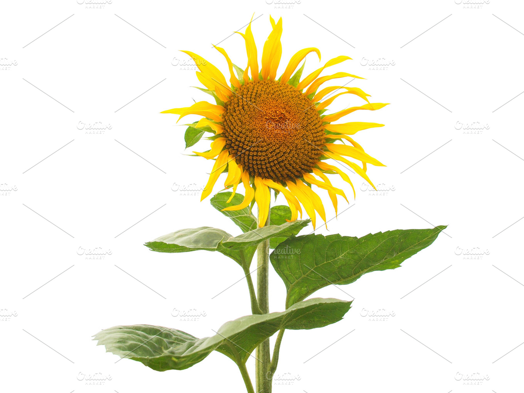 Sunflower flower featuring nature, flower, and flora