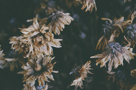 Dried flowers containing flowers bouquet, flowers, and dried flowers