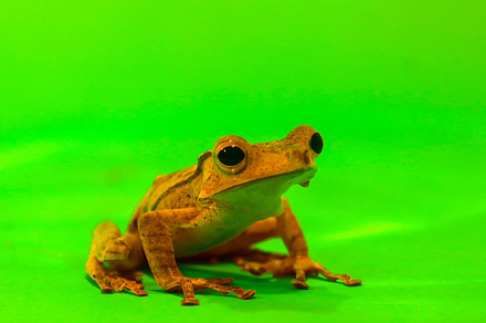 Wallace's flying frog, frogs, tree