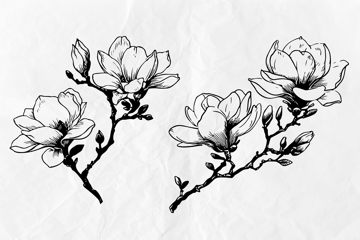 Magnolia SVG - Flowers Line Art SVG, an Object Graphic by Dervik Art Store (Photo 4 of 6)
