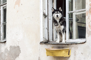 Husky dog and old window, an Animal Photo by BOOCYS