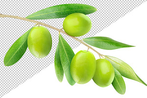 Tree branch with green olives, an Object Graphic by Fruits+Veggies