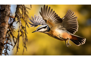 wings red breasted nuthatch ai, an Animal Photo by pikepicture