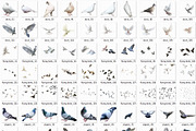 70 Birds Photo Overlays PNG, a Plug-in Add-On by ZephyrDigital (Thumbnail 4 of 4)