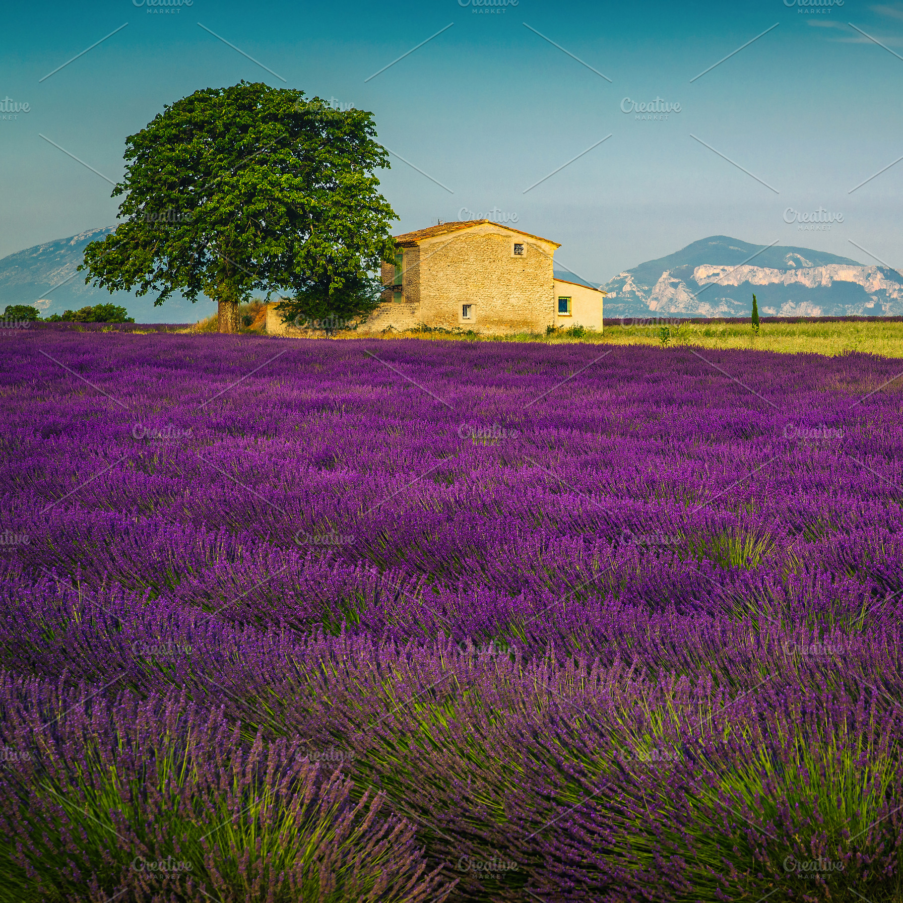 Cultivated fragrant lavender fields, an Architecture Photo by Alpine Dreams