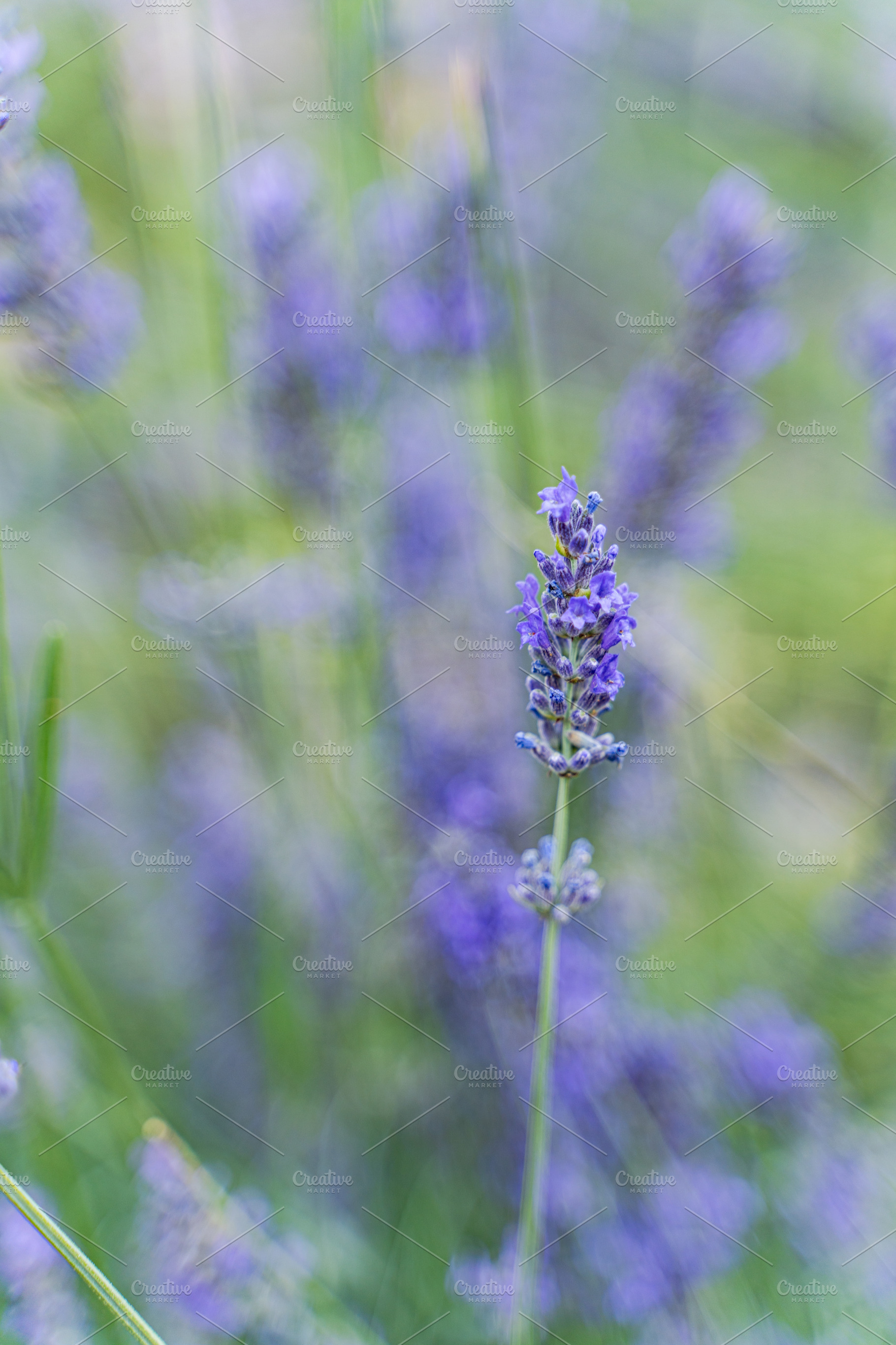 Blue lavender flowers in the summer meadow, a Nature Photo by Anna Bogush