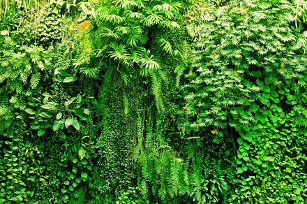 Tropical plants background, a Nature Photo by Photocreo Michal Bednarek