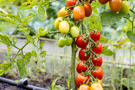 red ripe cherry tomatoes grown