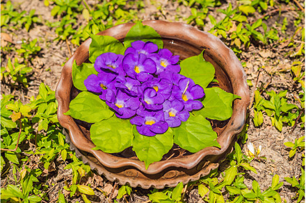 A pattern of flowers in a container, a Nature Photo by Elizaveta Galitskaya