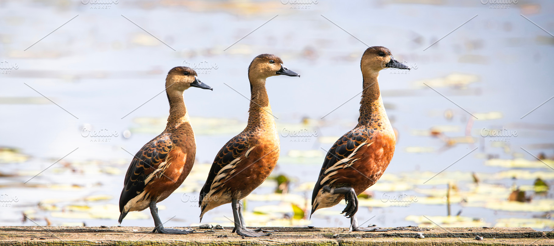 Wandering Whistling Duck, an Animal Photo by Rob D Animal Photography