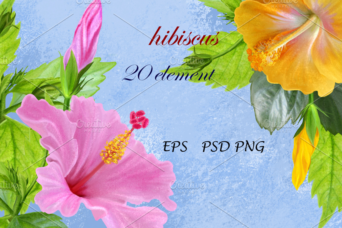 Set. Hibiscus pink and yellow., an Illustration by SokolovaSv (Photo 1 of 3)