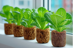 Multiple seedlings of various types, a Nature Photo by ZinetroN