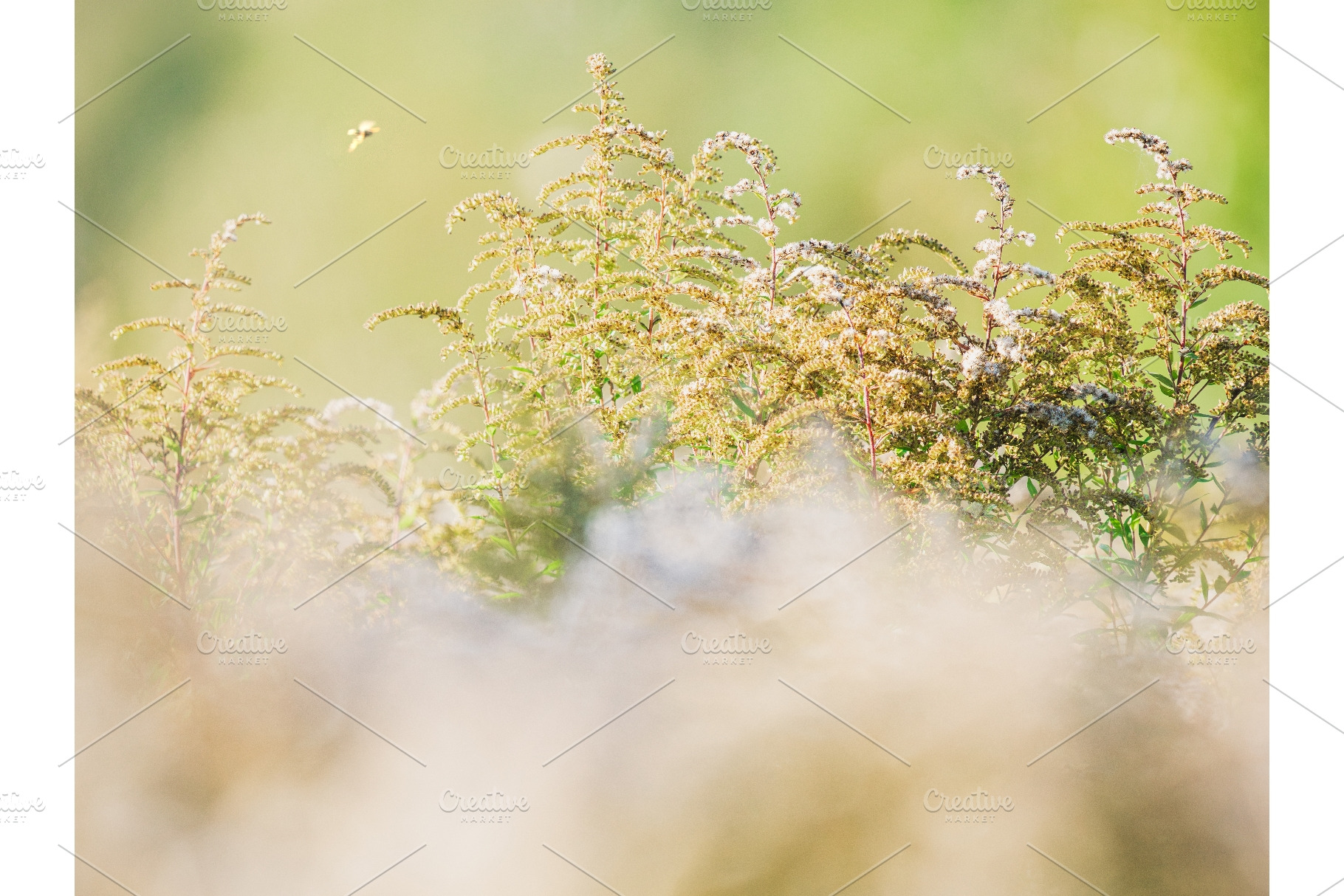Golden light filtering through wild, a Nature Photo by Fascinadora